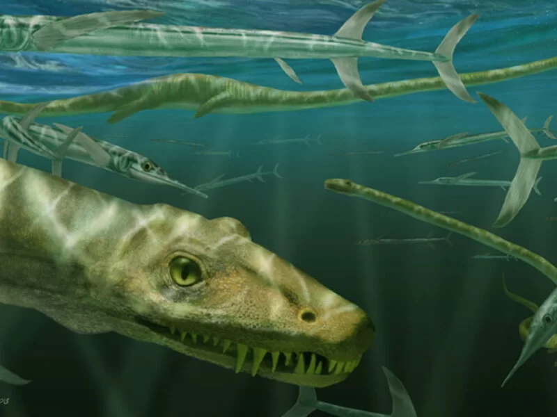 Restoration of Dinocephalosaurus orientalis depicted among a school of large predatory actinopterygian fishes, Saurichthys