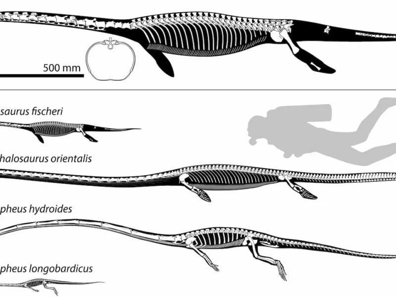 Skeletal reconstruction of Trachelosaurus fischeri and comparison with other long-necked aquatic tanysaurids