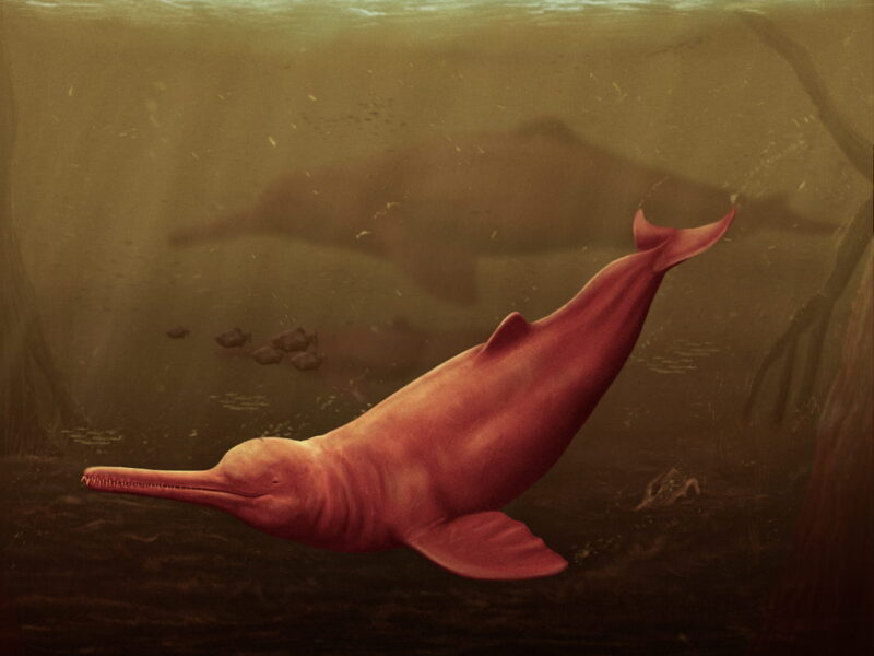 Artistic reconstruction of Pebanista yacuruna in the murky waters of Peruvian proto-Amazon