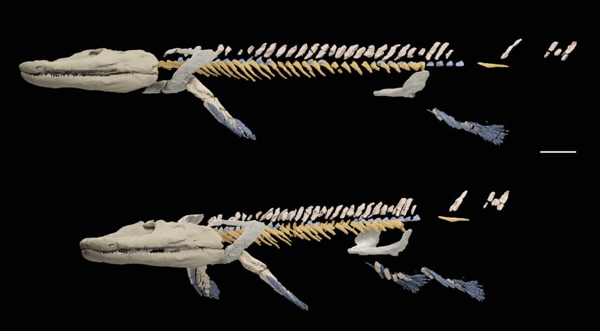 Tiktaalik, a 375-Million-Year-Old Fish, is the Missing Link to ...