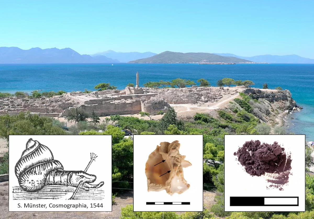 View of the excavations at Aegina, the types of shell found, and preserved purple dye