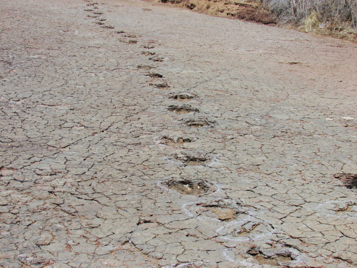 A long ornithopod trackway at Passagem das Pedra, Sousa Basin preserved in floodplain deposits of Lower Cretaceous