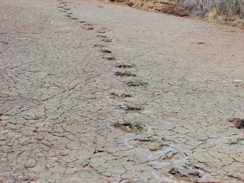 A long ornithopod trackway at Passagem das Pedra, Sousa Basin preserved in floodplain deposits of Lower Cretaceous