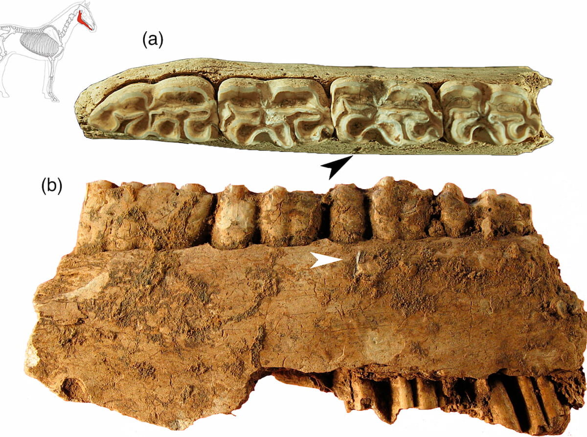 Horse hemimandible from layer L3 of La Garma: (a) occlusal surface; (b) lingual face with a lithic object embedded