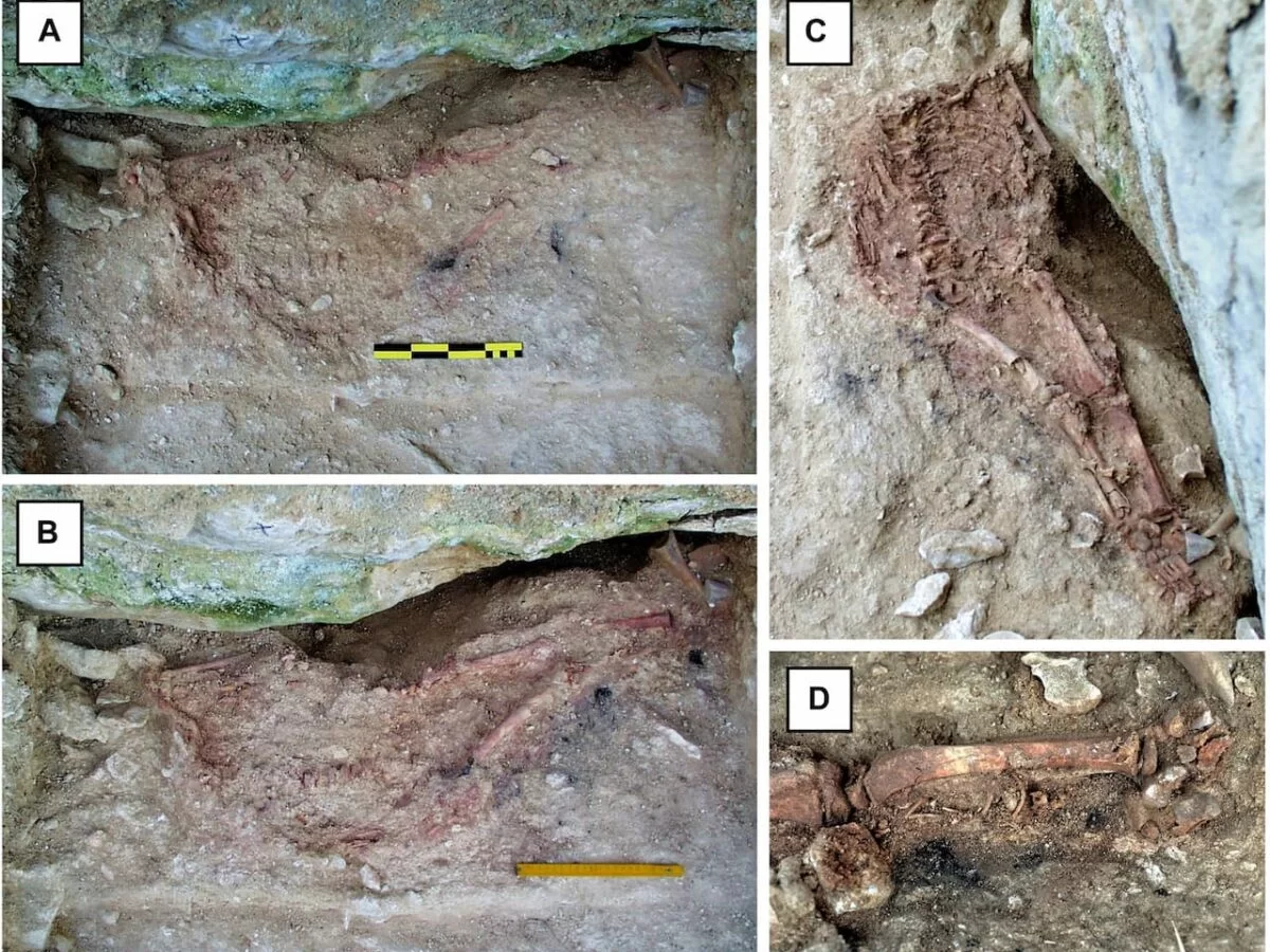 New Dating Confirms That the Lapedo Child, a Hybrid of Modern Human and Neanderthal, Lived Thousands of Years After Their Extinction