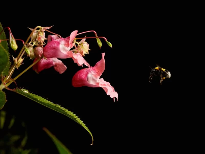 Scientists Discover That Some Plants Can “Hear” and Even Respond to Their Pollinators by Emitting Sounds