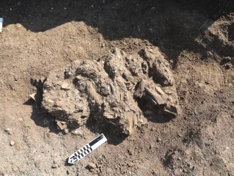 Evidence of a Roman ritual with pig jaws found among remains of a legionary camp