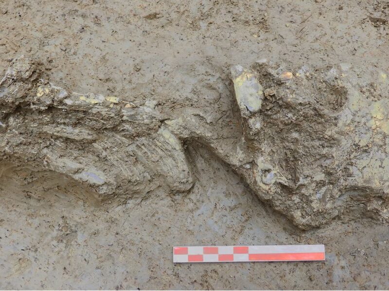 The Story of a Mysterious Copper Age Baby Discovered in a Prehistoric Well Is Uncovered
