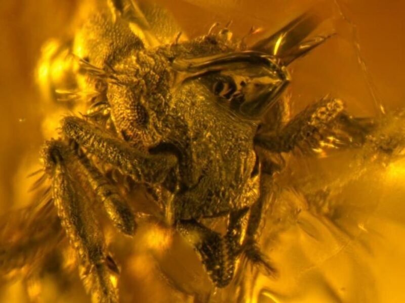 The smallest predatory ant discovered fossilized in amber from 16 million years ago