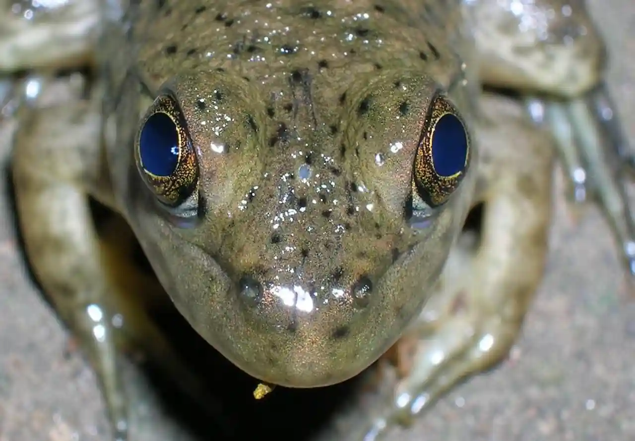 primitive cyclops origin vertebrate eyes