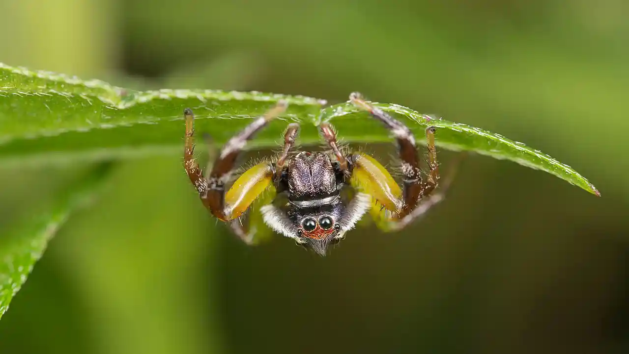 Mopsus mormon spider australia crest