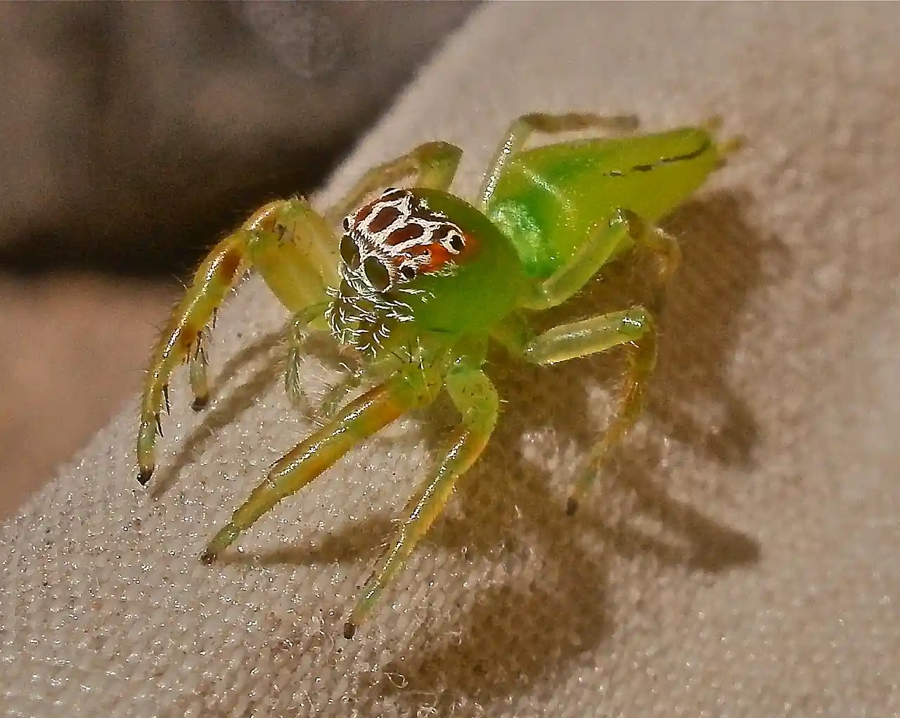 Mopsus mormon spider australia crest