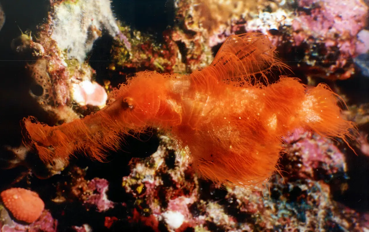 A new species of “hairy” ghost pipefish discovered in the southwestern ...