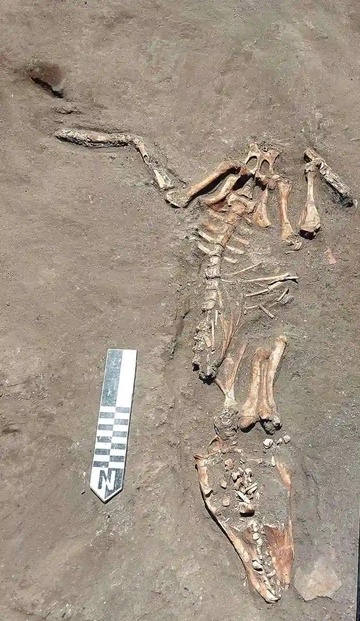grecorroman necropolis wild boars egypt
