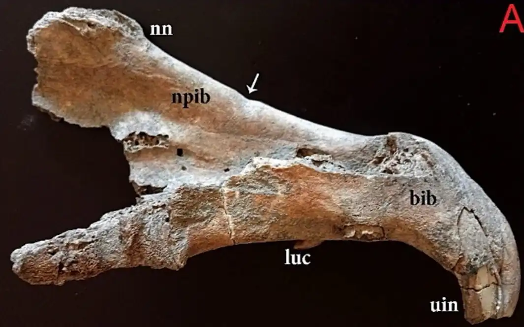 madrid bronze age site oldest evidence of riding horses Iberian peninsula