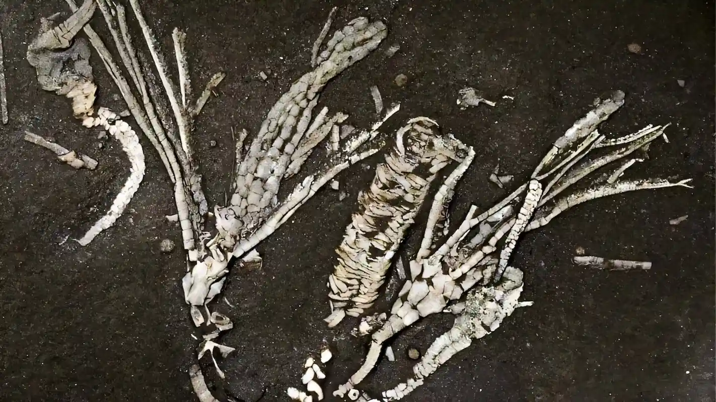 450-Million-Year-Old Fossil Reveals Rare Preserved Soft Tissue in Crinoid