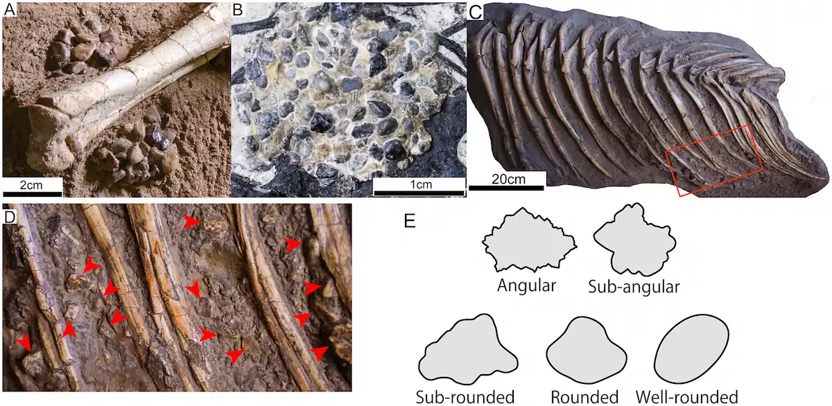 Many Dinosaur Fossils Have Been Found with Stones in Their Stomachs—Why Did They Swallow Them Voluntarily?
