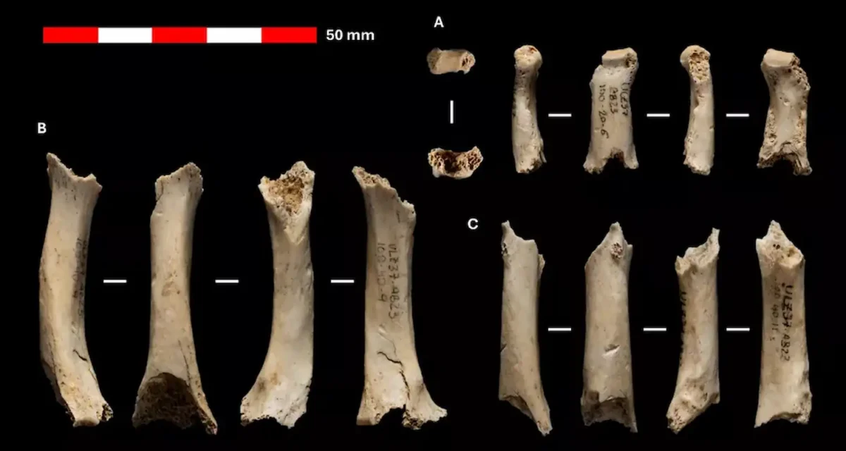 Spanish Dna Neanderthal Hand Found in a Spanish Cave Still Holds Its DNA After ...