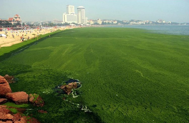 Una invasión de algas tiñe de verde la costa china