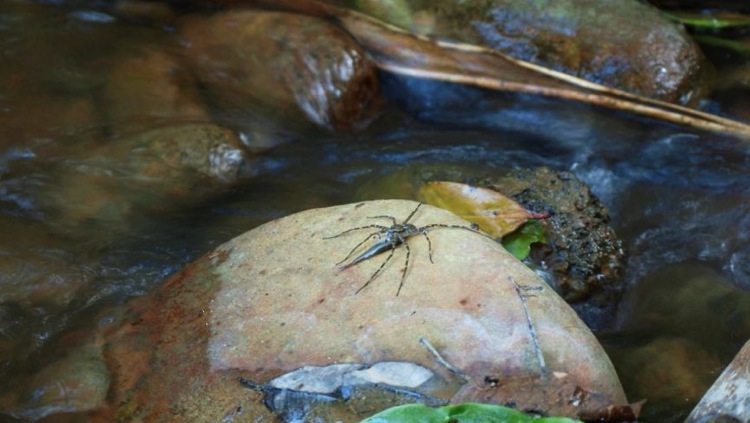 Descubren arañas que cazan y comen peces 3