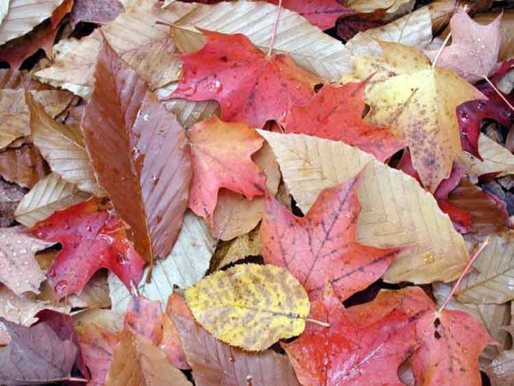 ¿Por qué las hojas cambian de color en otoño? 