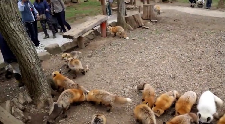 Zao Fox Village, la ciudad japonesa de los zorros 