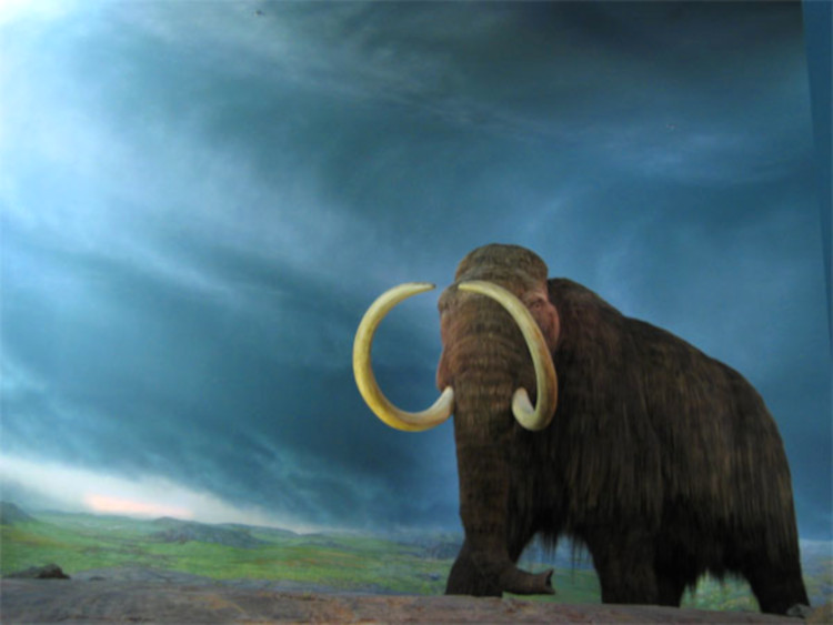 Mamut-1