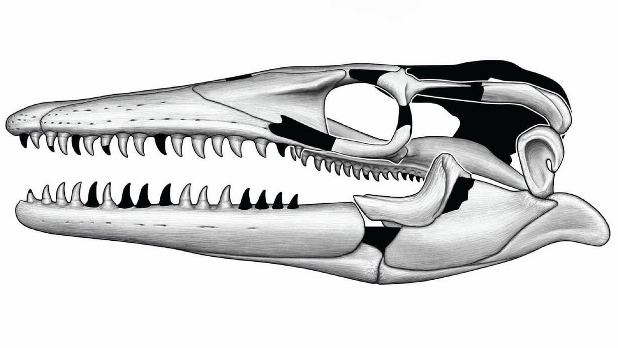 Line drawing of the skull of Jormungandr walhallaensis 