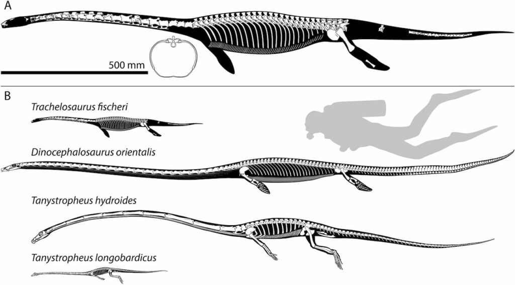 Reconstrucción esquelética de Trachelosaurus fischeri y comparación con otros tanysaurios acuáticos de cuello largo