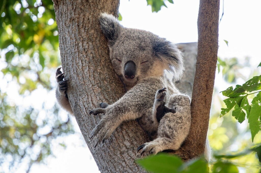 Viajar en caravana por Australia