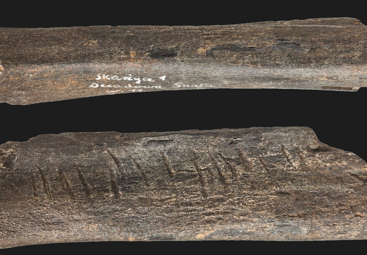 Hueso con incisiones hechas por neandertales, encontrado en la cueva Dziadowa Skała, Polonia