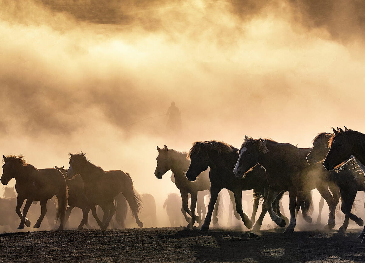 Los Caballos Celestiales permitieron crear la gran caballería china