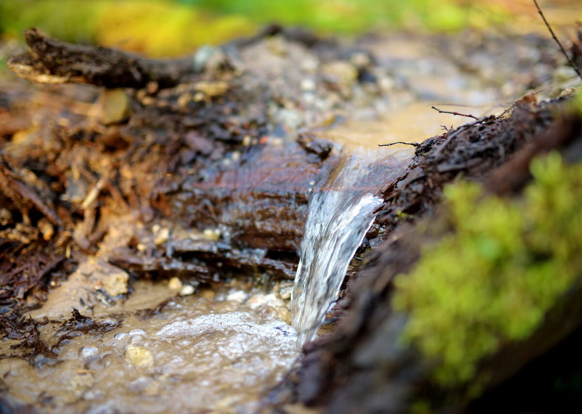 El acuífero de Coín sustenta ecosistemas que dependen de sus aguas