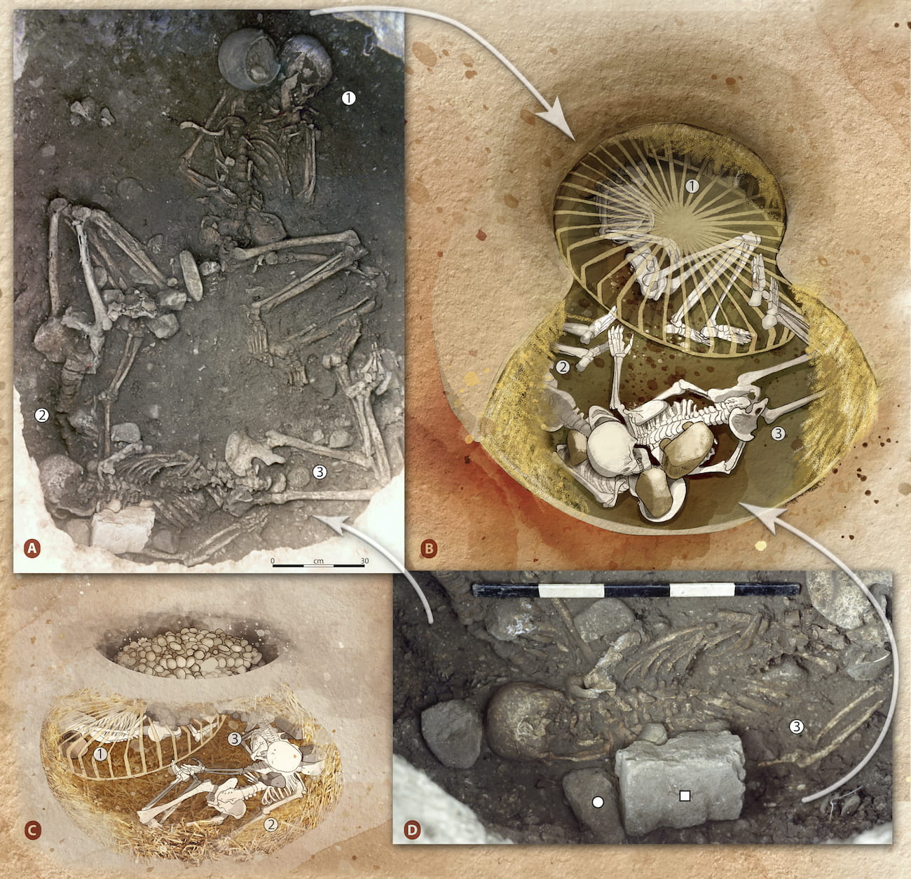 (A) View taken from the top of the storage pit showing the three skeletons, with one individual in a central position (female 1) and the other two positioned under the wall overhang (female 2 and female 3). The photos were taken with a wide-angle lens; otherwise, all three individuals could not be captured in one shot (credit: A. Beeching). (B) Reconstruction of the remains, blocked under the overhang of the straw-lined storage pit wall (typical in storage pits). The centrally positioned female was separated from the other two by an element of perishable materials. (C) Finally, the storage pit was filled with stones, probably at a later time. (D) Detail view of the individual (female 3) in prone position with a box-shaped stone over the left half of her remains (white square)