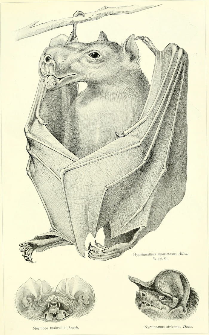 Illustration of a hammerhead bat from 1911