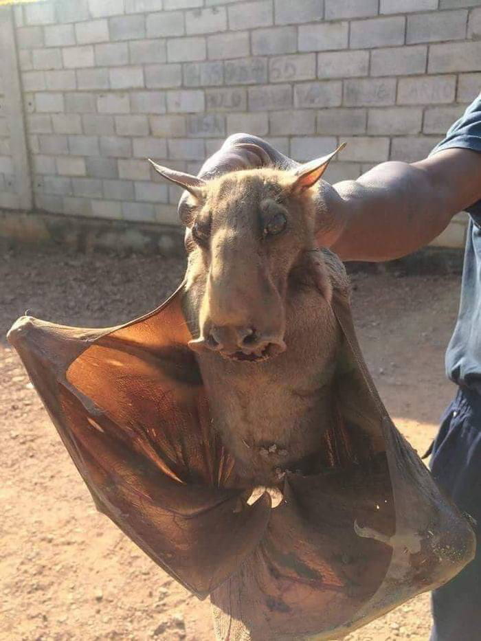 This photo shows the great size that hammerhead bats can reach