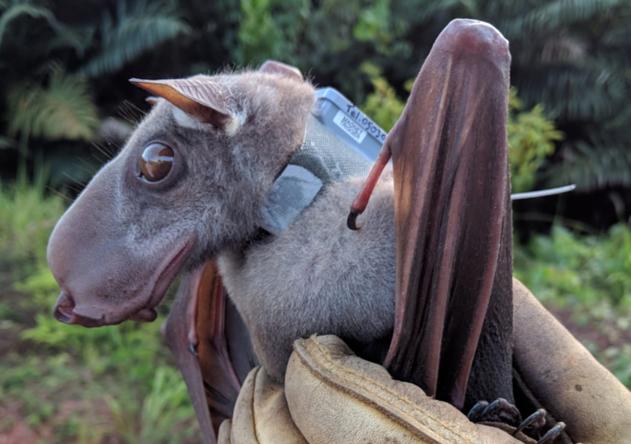 Hammerhead bats have been compared to medieval gargoyles