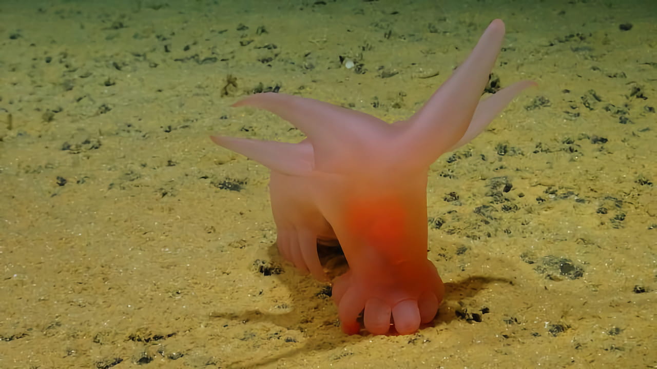 Una de las especies descubiertas en la expedición fue el cerdo de mar rosado, o Barbie Sea Pig como se le llama en inglés. Adquirió su nombre debido a su color rosa y sus pequeños pies.