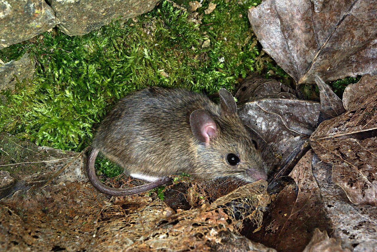 The field mouse is a known hantavirus reservoir