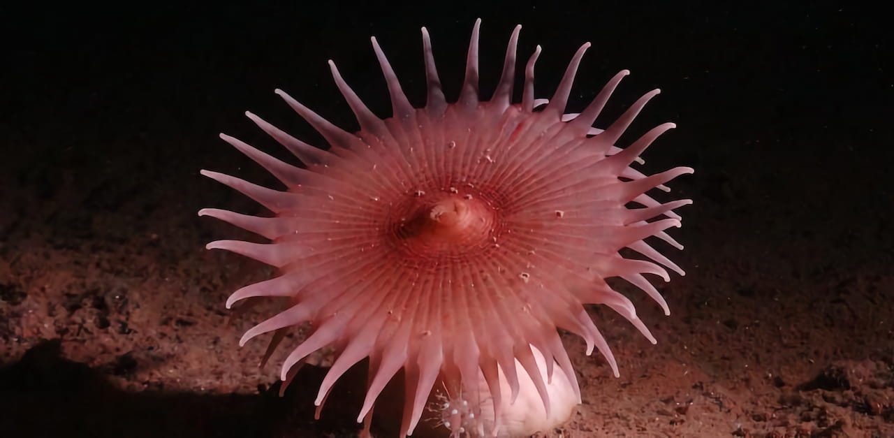 Las anémonas de mar capturan pequeños animales que van a la deriva por el fondo. Esta especie pertenece al orden Actiniaria.