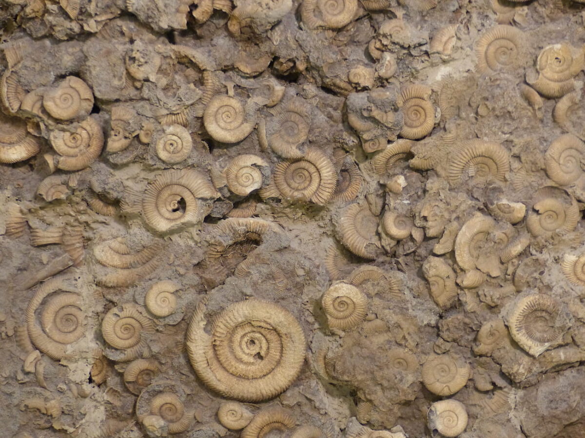 Un banco de fósiles de ammonites en el museo Bergér en Eichstett, Alemania