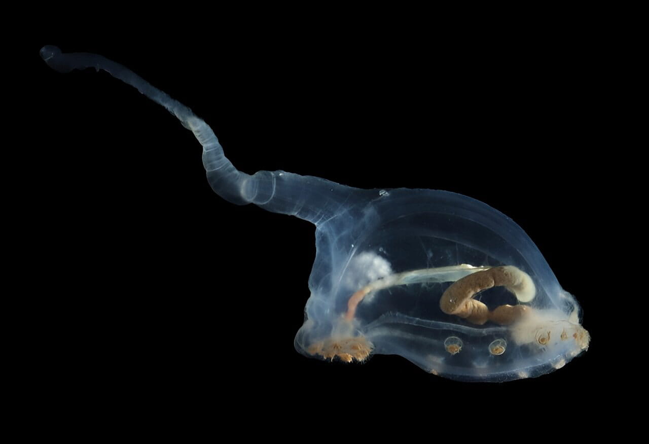 Este pepino de mar de cuerpo transparente pertenece a la familia Elpidiidae y se llama 'unicumber'. Se pueden ver claramente sus intestinos y que ha estado comiendo sedimentos. Solo podemos adivinar para qué se usa la cola larga, pero probablemente sea para poder nadar