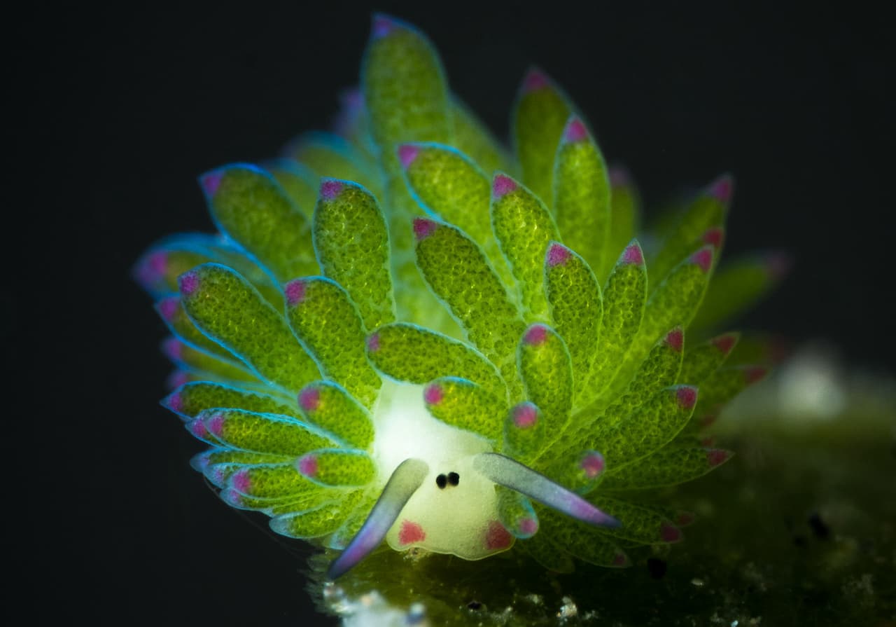 Una oveja de mar en Indonesia