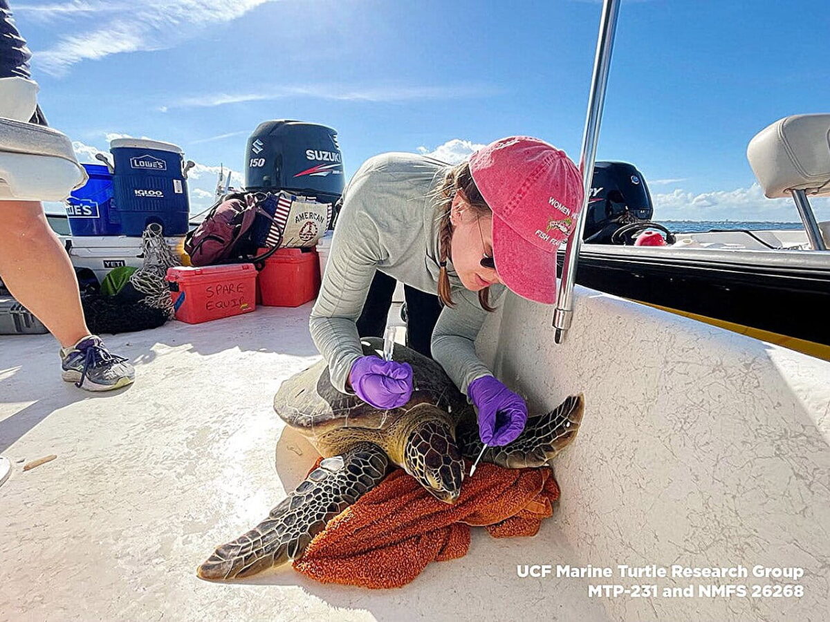 Julianna Martin, estudiante de doctorado de la UCF que trabaja con el biólogo Robert Fitak, recoge cuidadosamente una muestra de lágrima de tortuga para analizarla en busca de bacterias magnéticas. Fitak y su equipo de estudiantes investigadores se centran en examinar muestras de tortugas marinas verdes y bobas para profundizar en el estudio de las bacterias magnéticas.