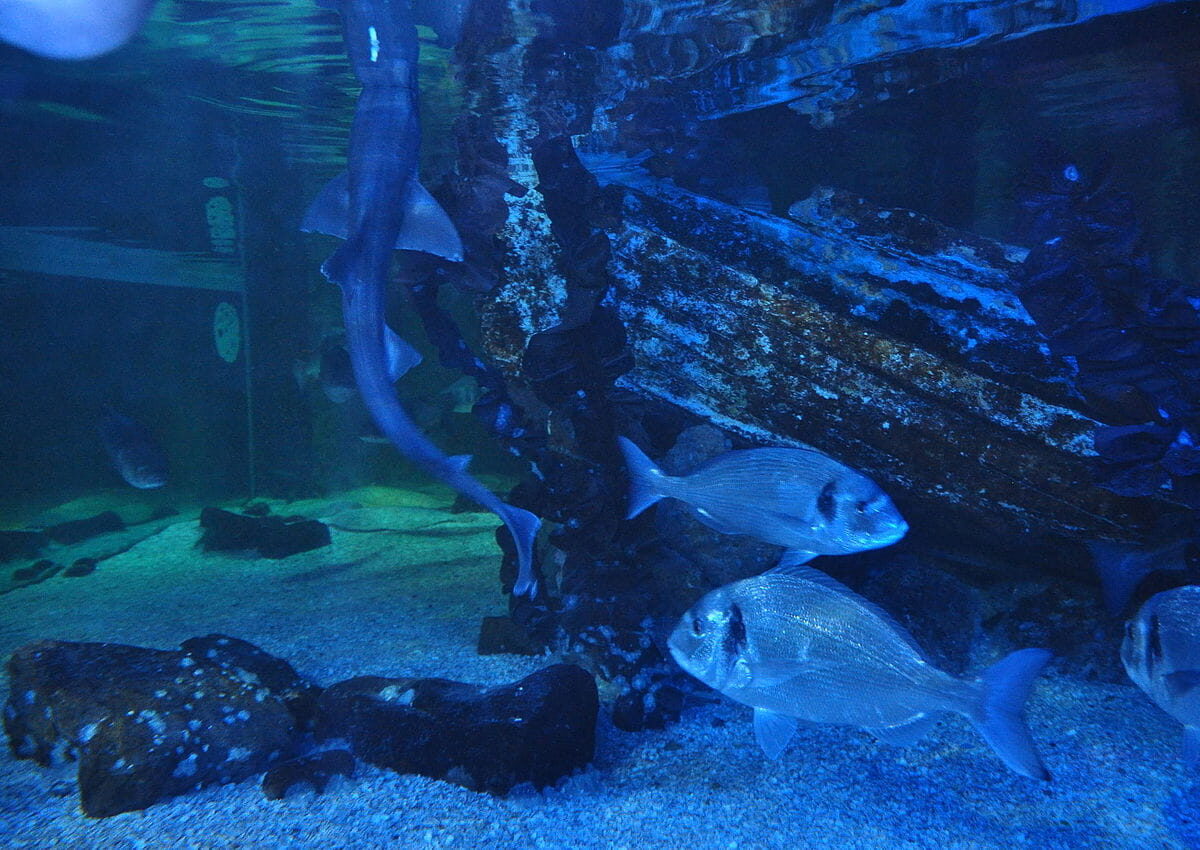 Una Musola Lisa nada junto a otros peces en el acuario de Blackpool, Reino Unido