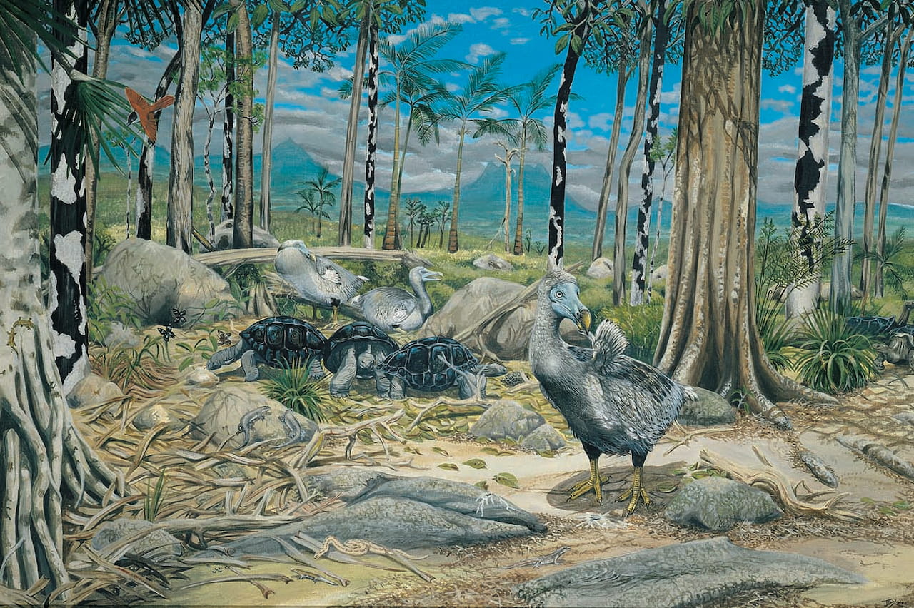 El dodo, la extinción más rápida de la historia