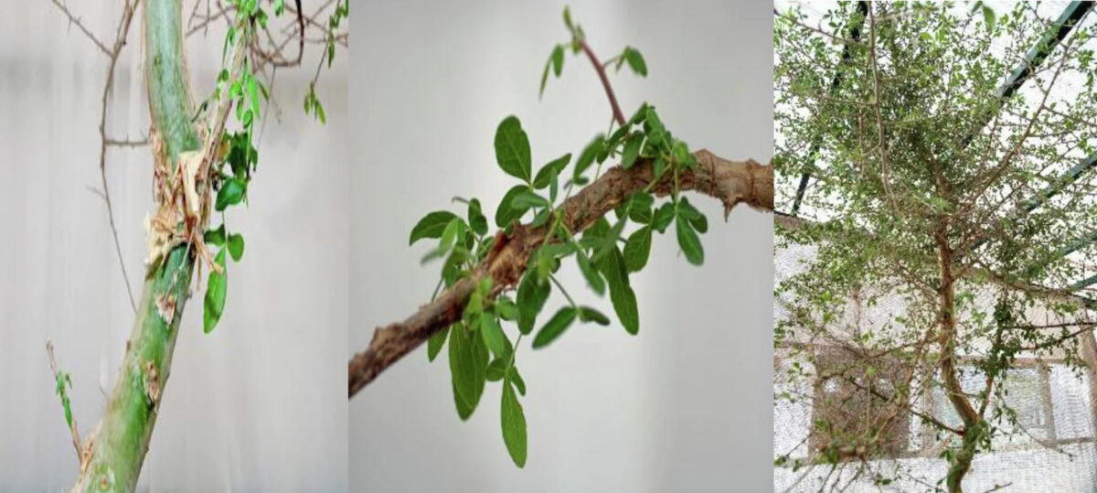 La semilla germinó en 2010, 20 años después de ser descubierta