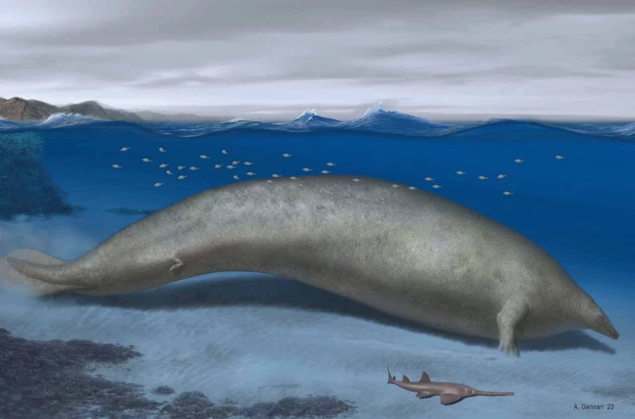 Artistic recreation of the appearance of Perucetus colossus, the largest animal that ever existed on Earth.