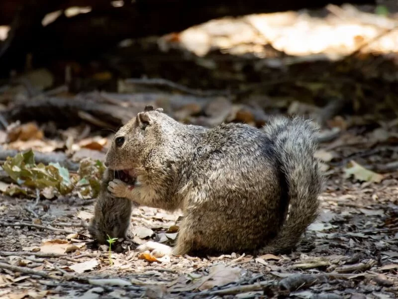 Las ardillas de California han empezado a cazar y comer pequeños roedores