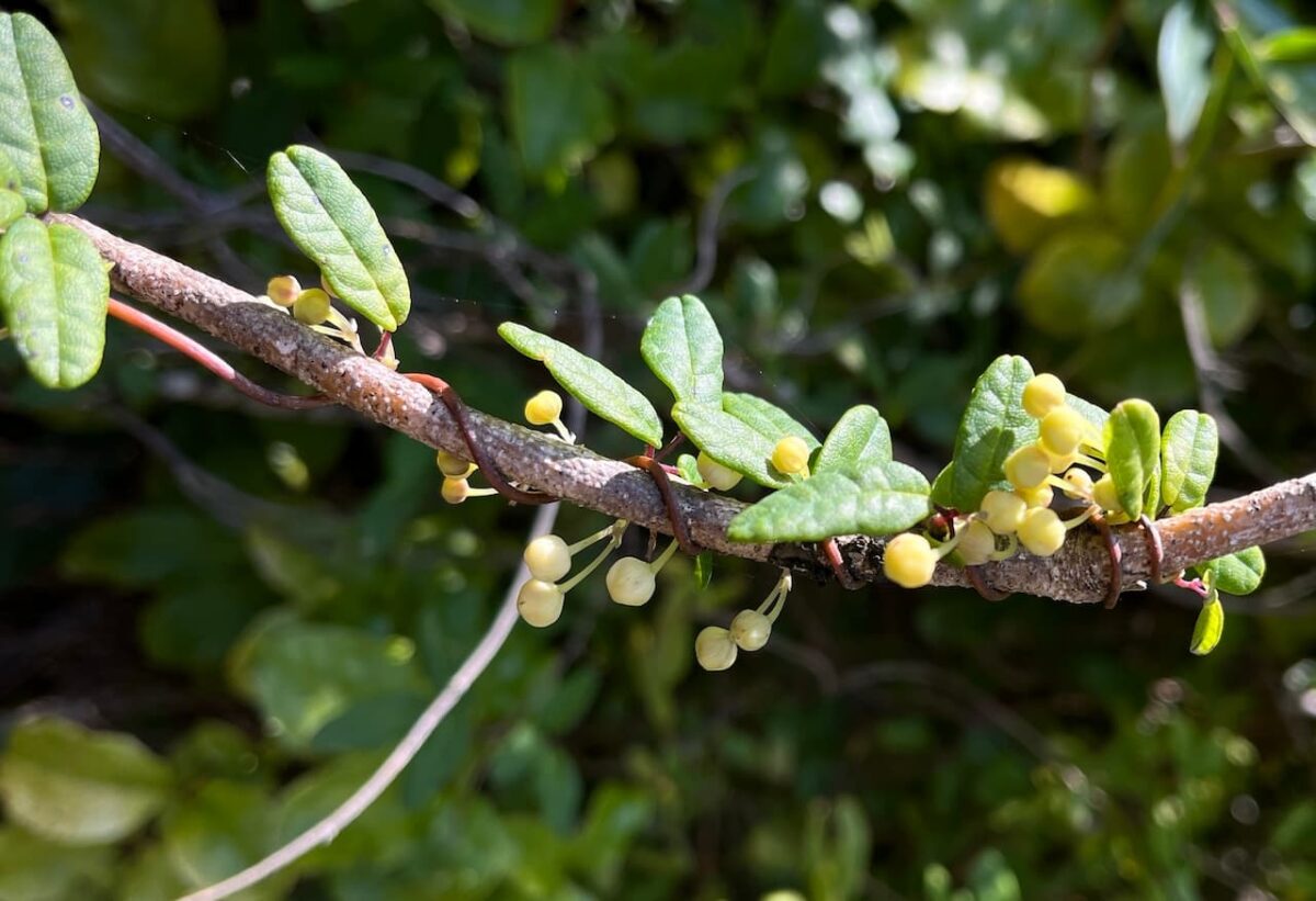 boquila trifoliata planta visión